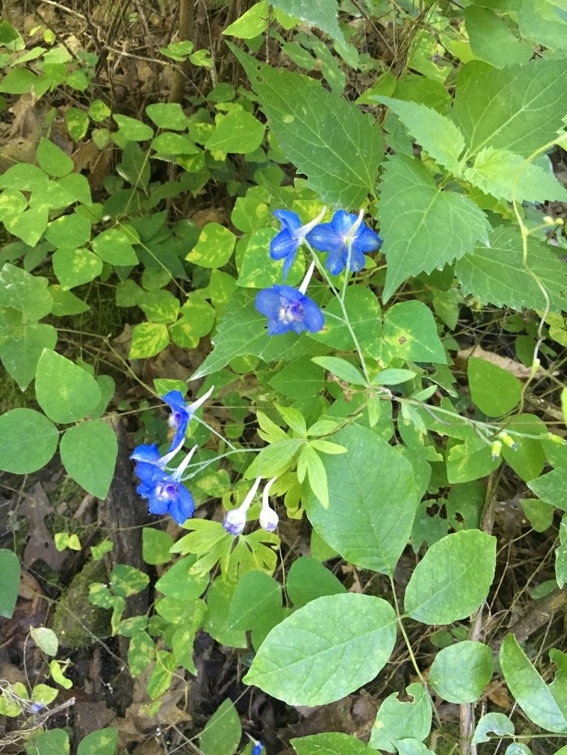 Newton's Larkspur photo 2