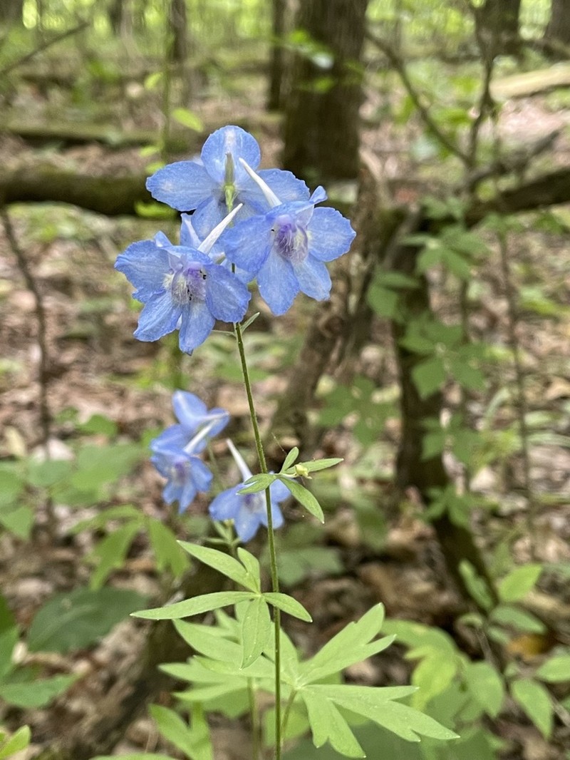 Newton's Larkspur photo 3