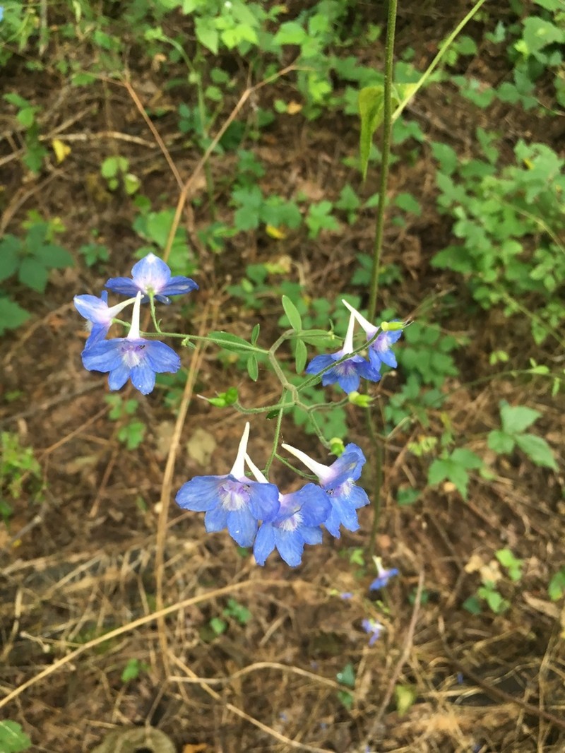 Newton's Larkspur photo 4