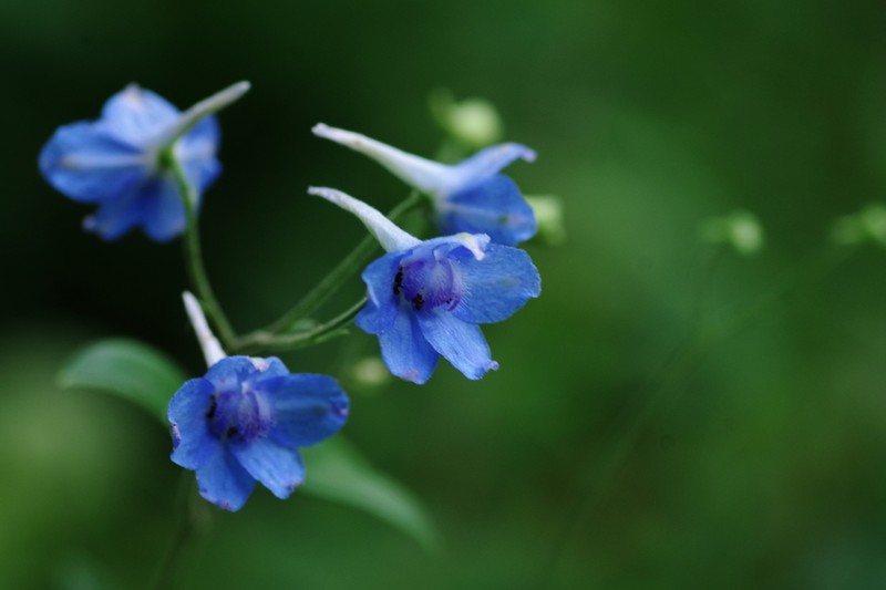 Newton's Larkspur photo 5