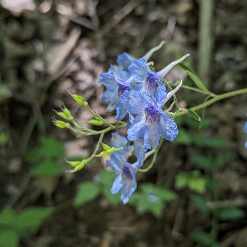 Newton's Larkspur photo 6