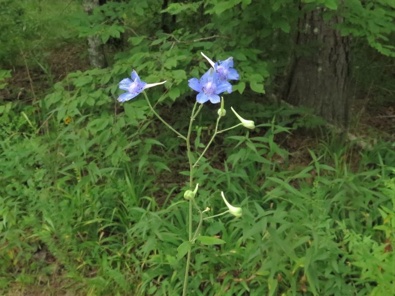 Newton's Larkspur photo 7