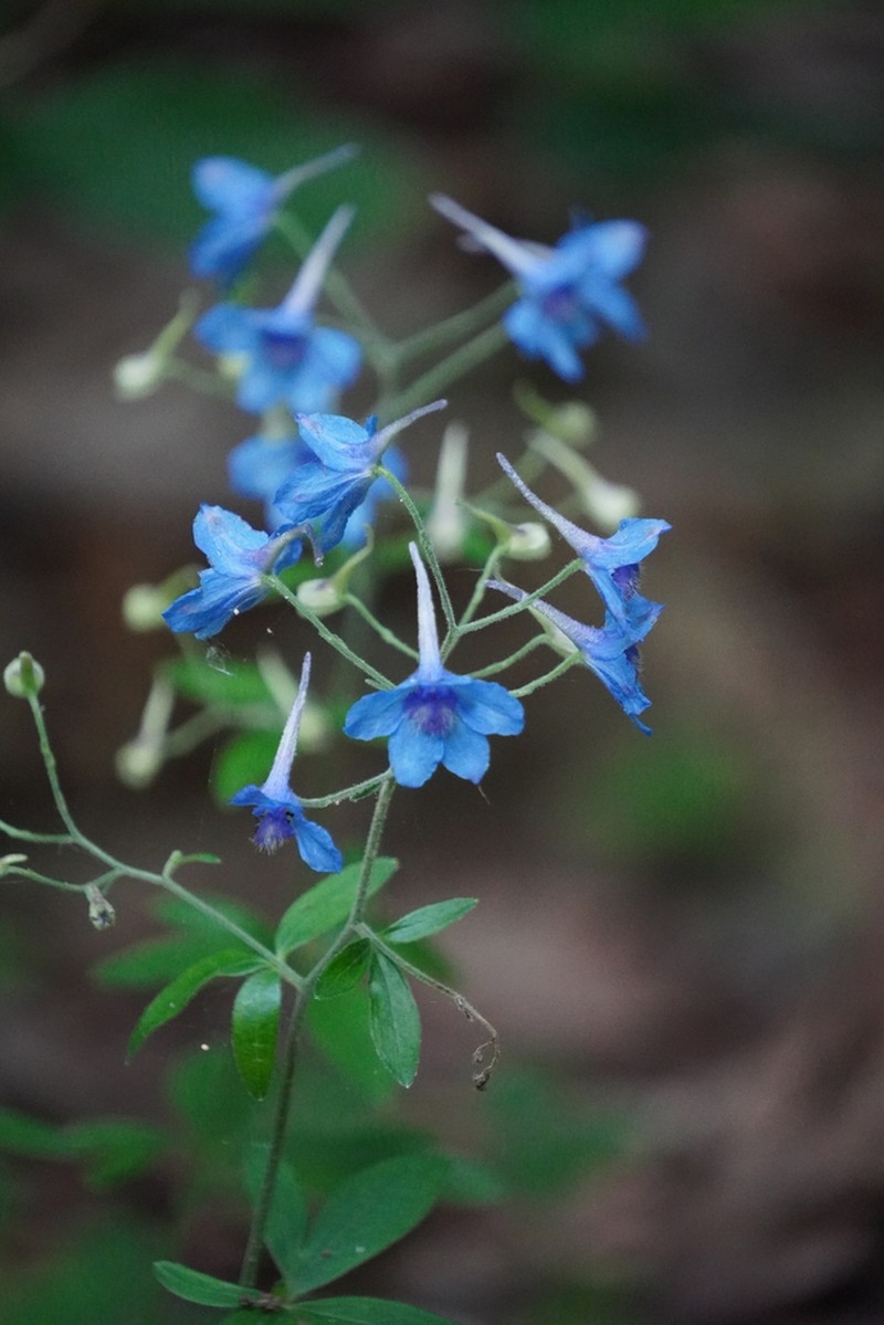 Newton's Larkspur photo 8