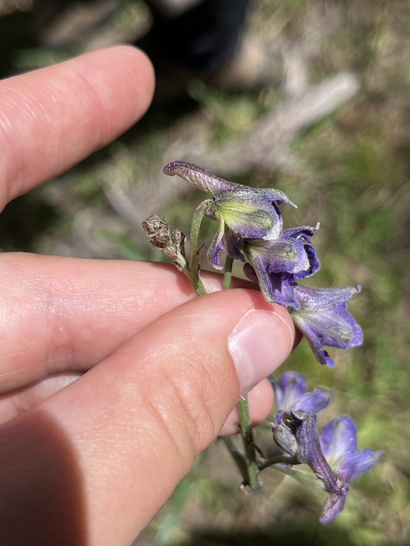 White Mountain Larkspur