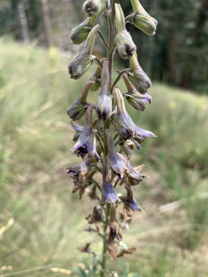 White Mountain Larkspur photo 2