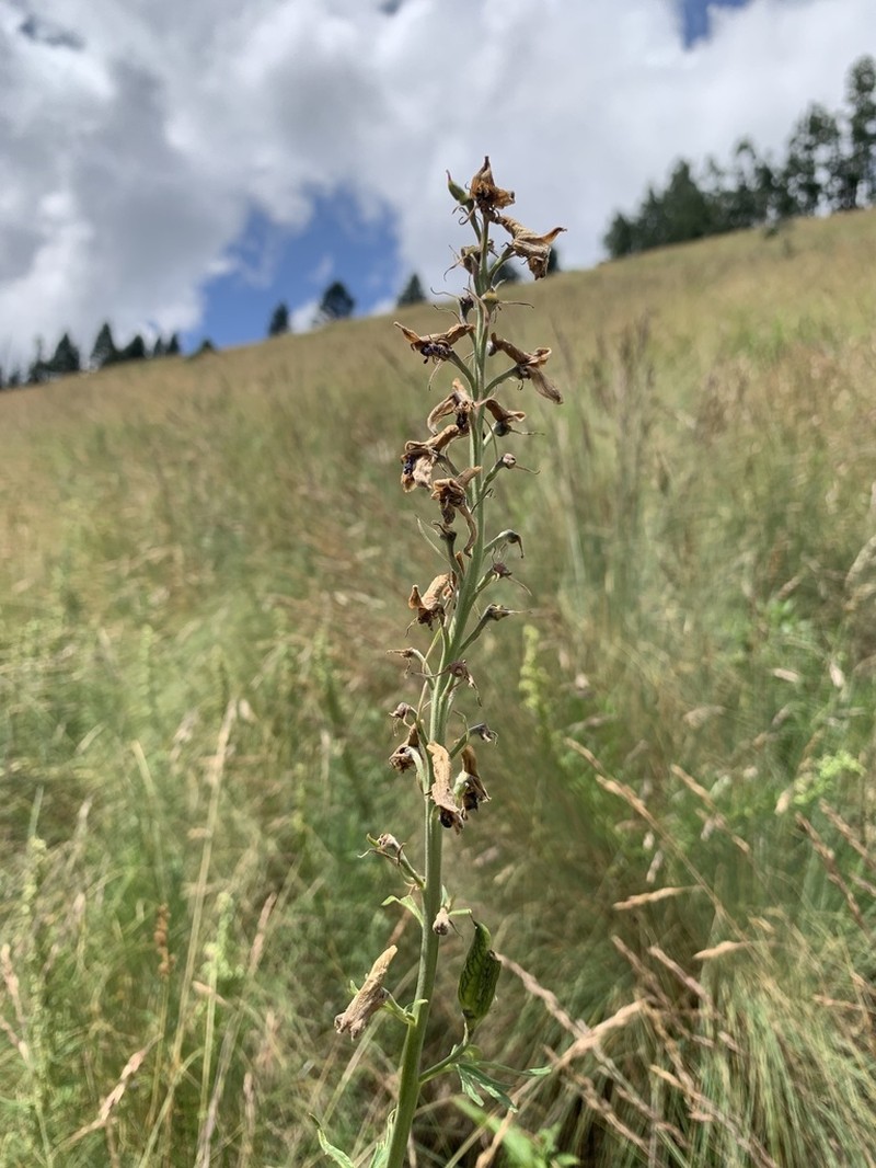 White Mountain Larkspur photo 3