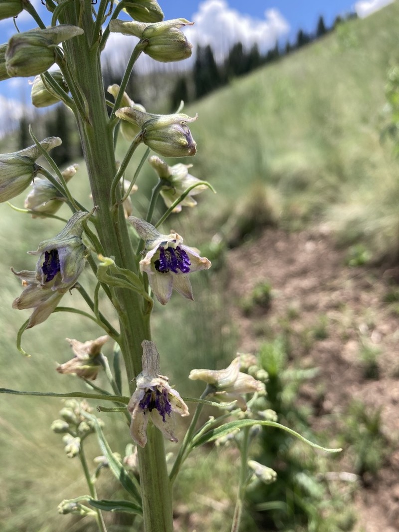 White Mountain Larkspur photo 4