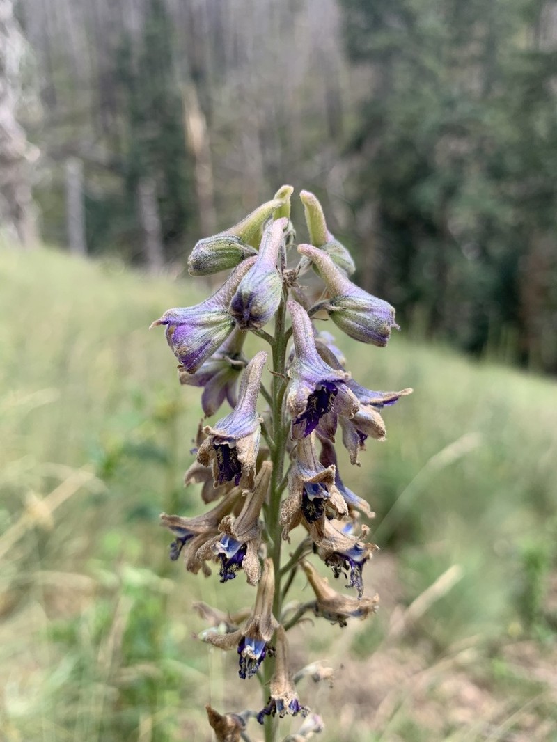 White Mountain Larkspur photo 5