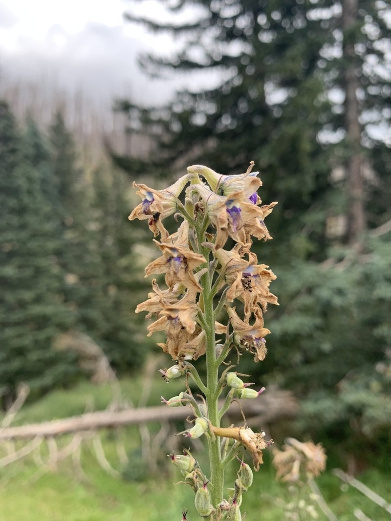 White Mountain Larkspur photo 6