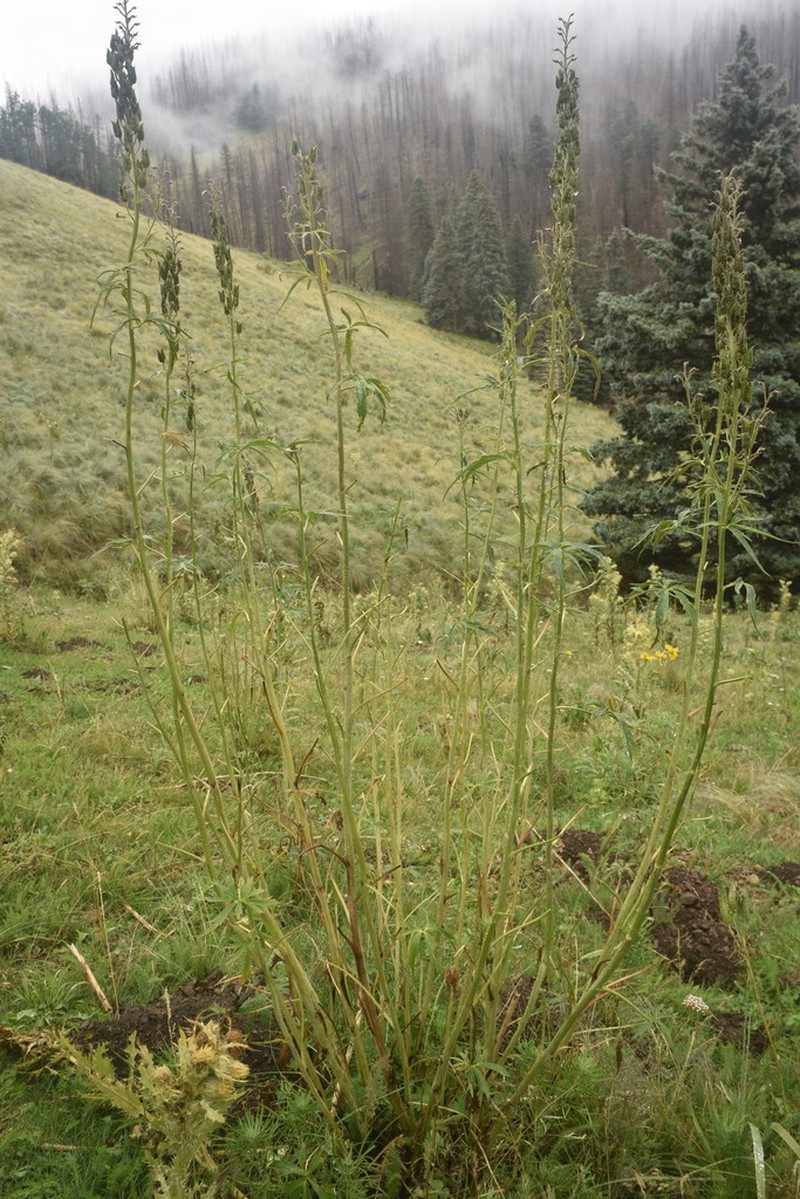 White Mountain Larkspur photo 7