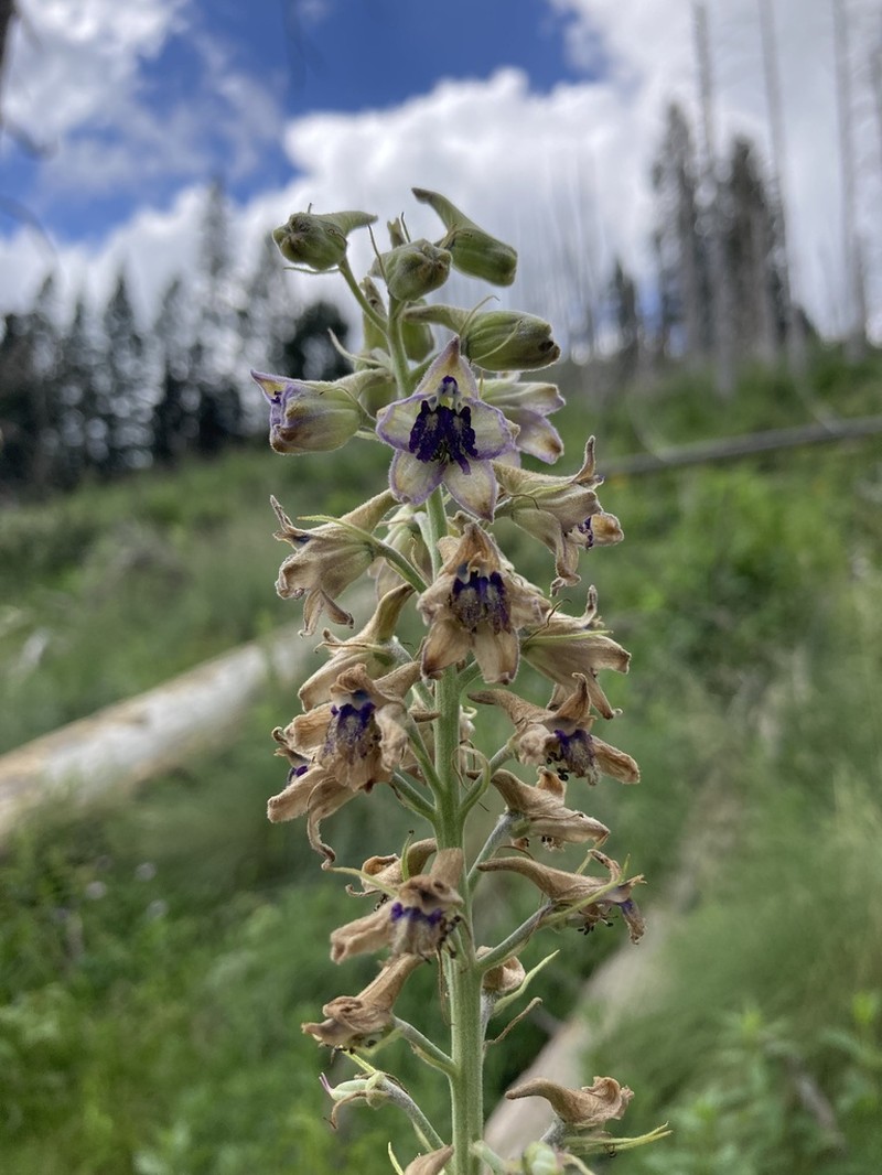 White Mountain Larkspur photo 8
