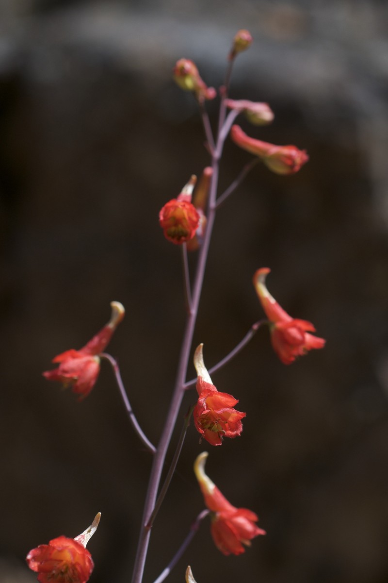 Red Larkspur