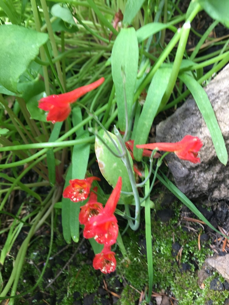 Red Larkspur