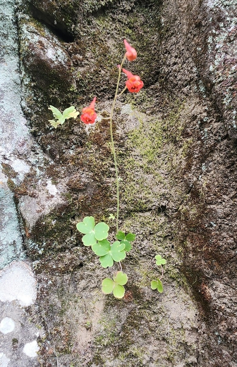 Red Larkspur photo 2