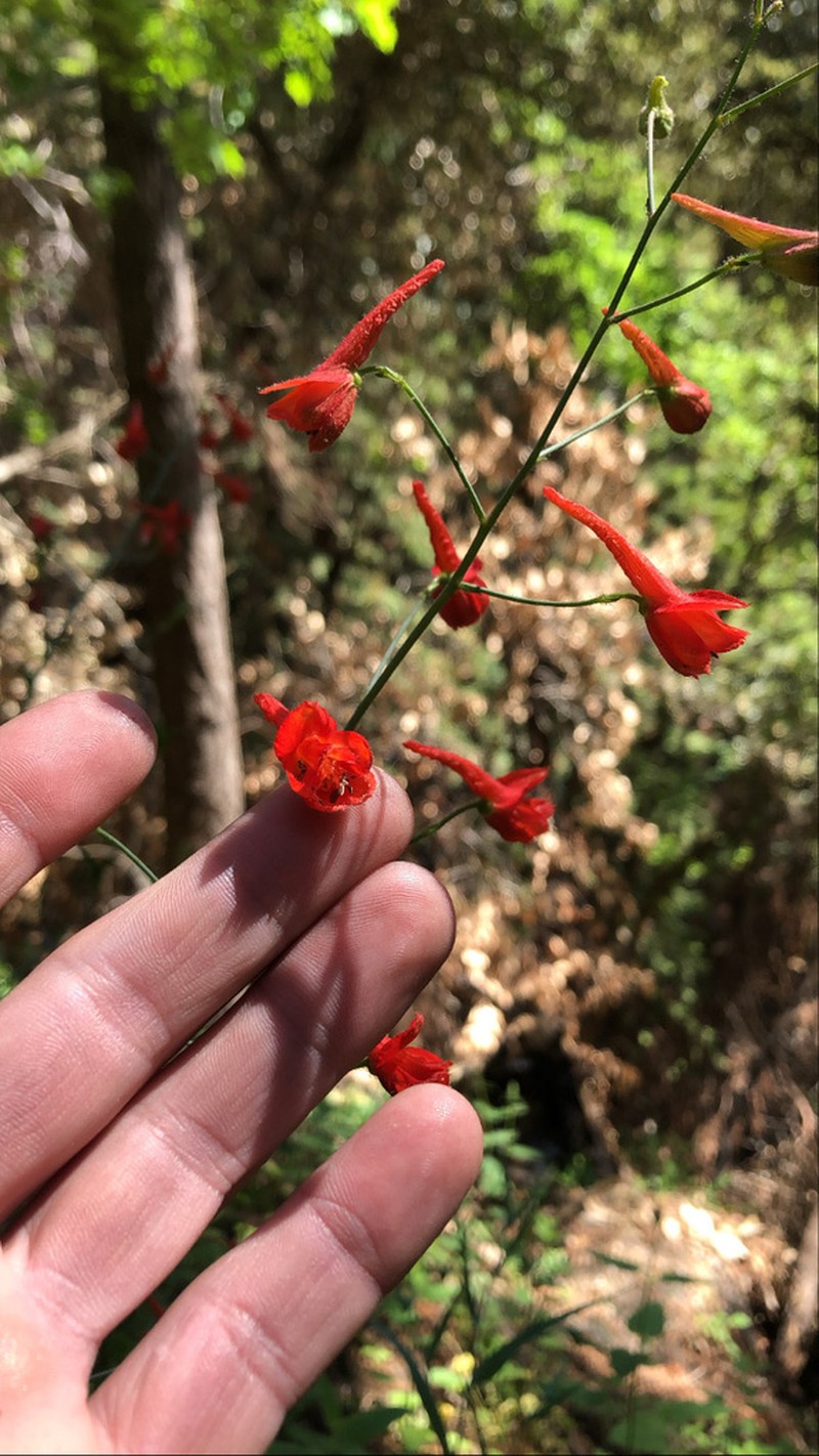 Red Larkspur photo 3