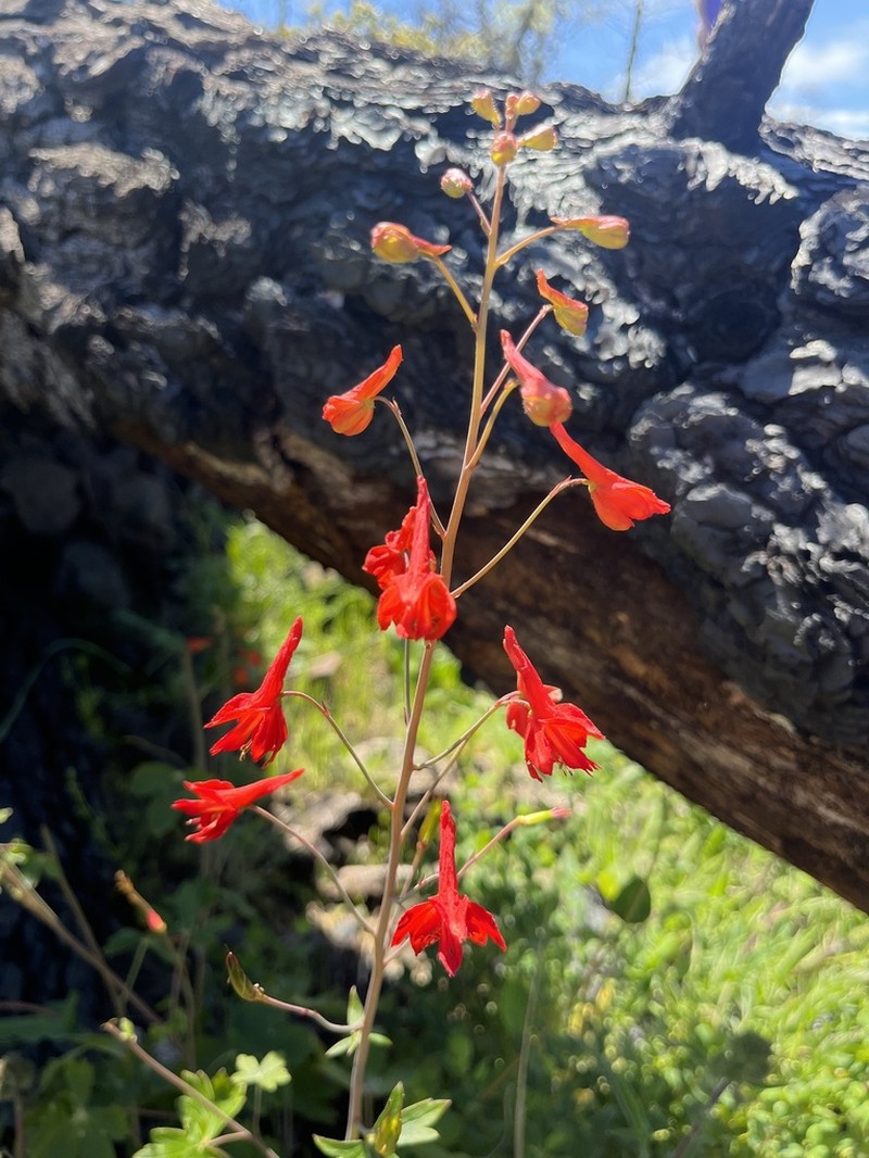 Red Larkspur photo 5