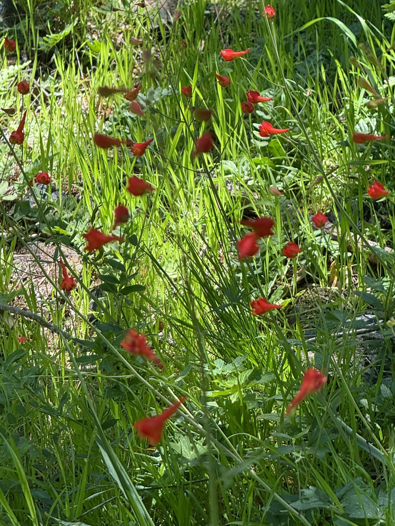 Red Larkspur photo 6