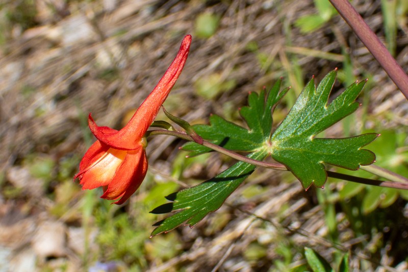 Red Larkspur photo 7