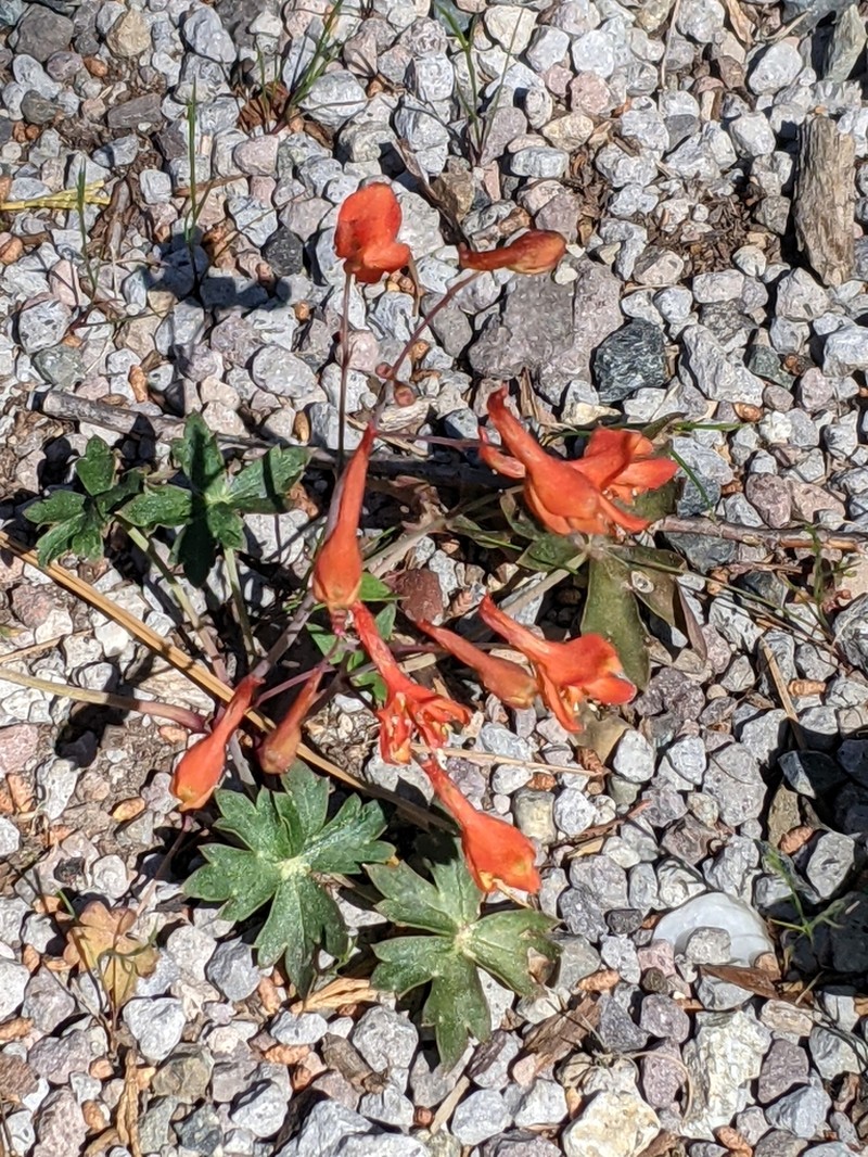 Red Larkspur photo 8