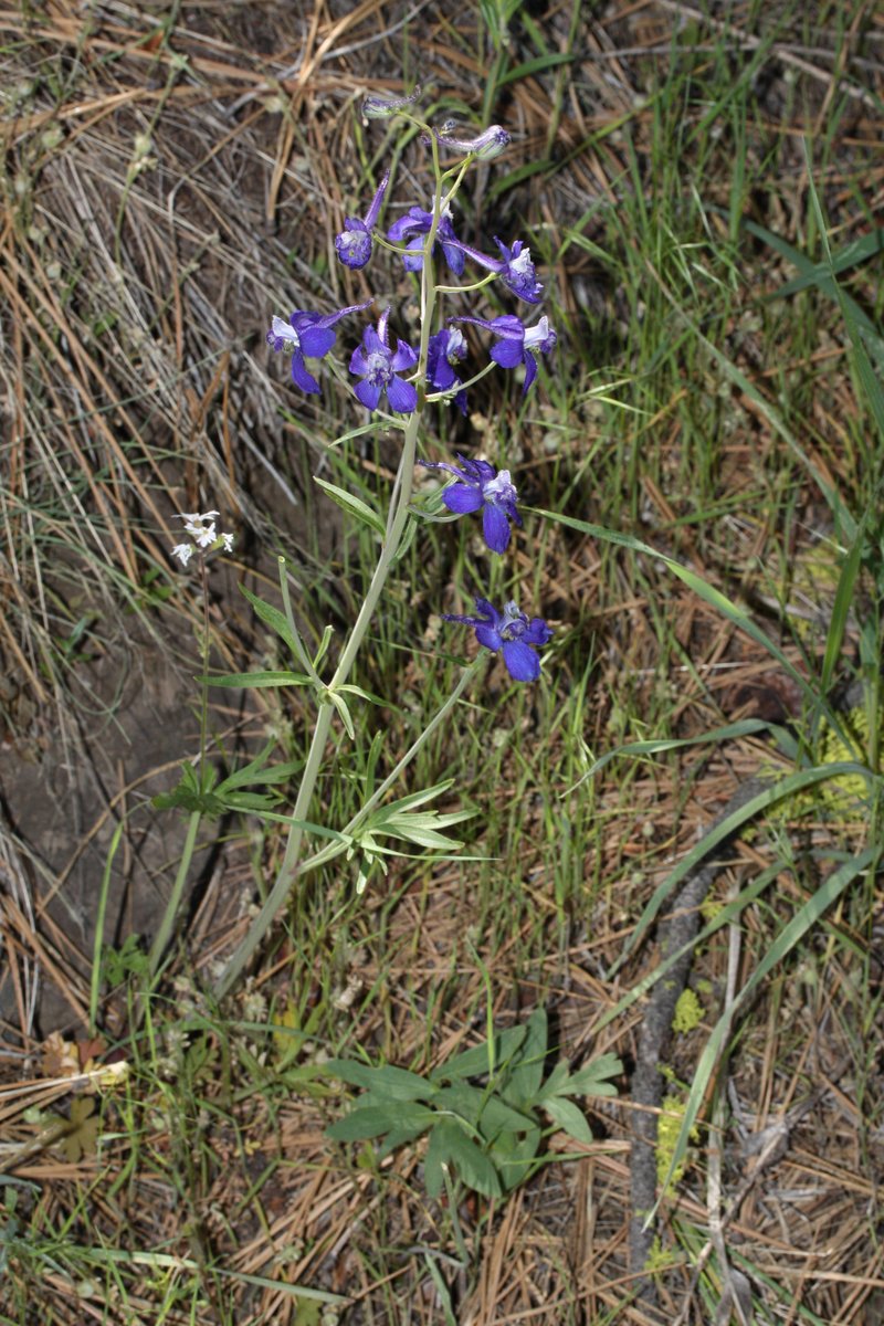 Twolobe Larkspur