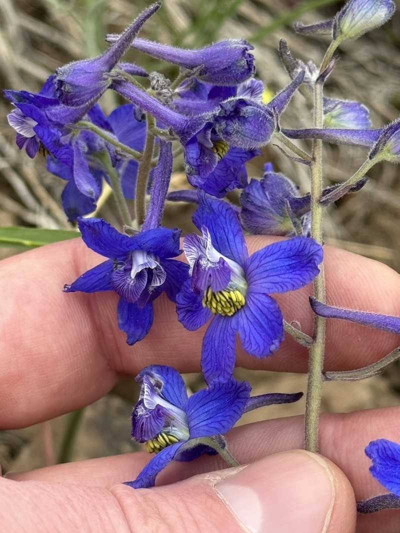 Twolobe Larkspur