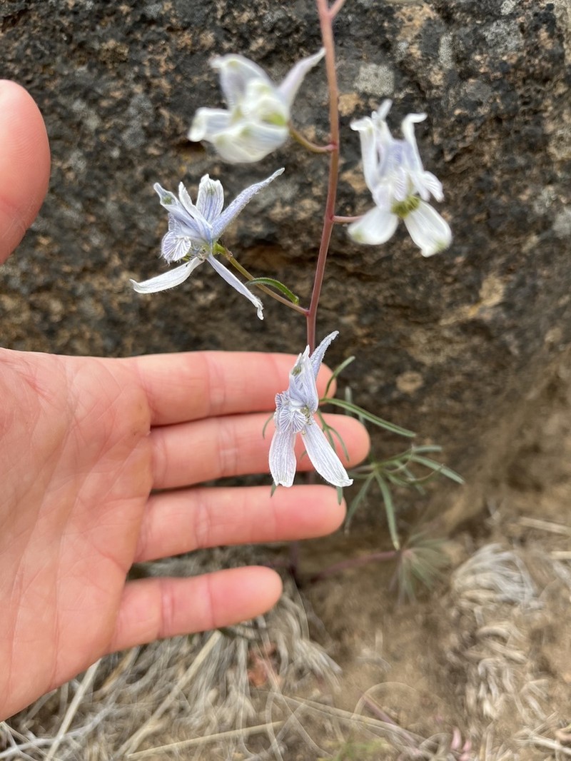 Twolobe Larkspur photo 2