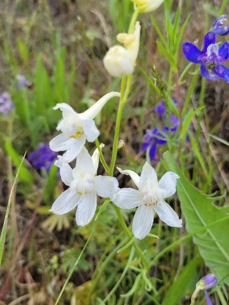 Twolobe Larkspur photo 3