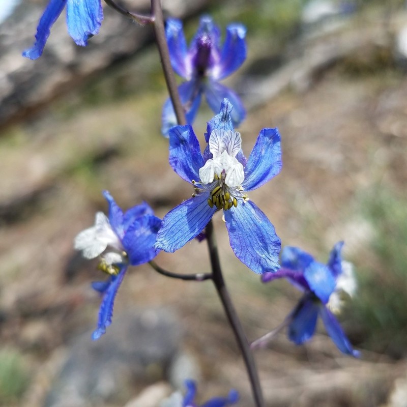 Twolobe Larkspur photo 4