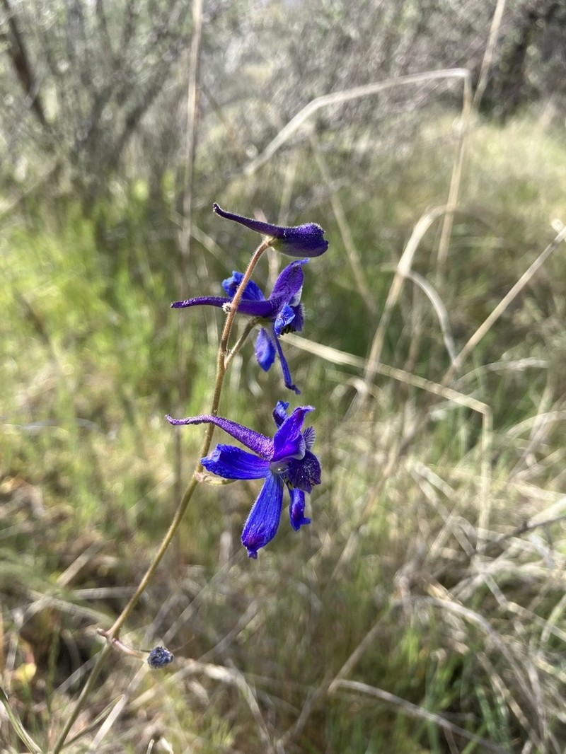 Twolobe Larkspur photo 5