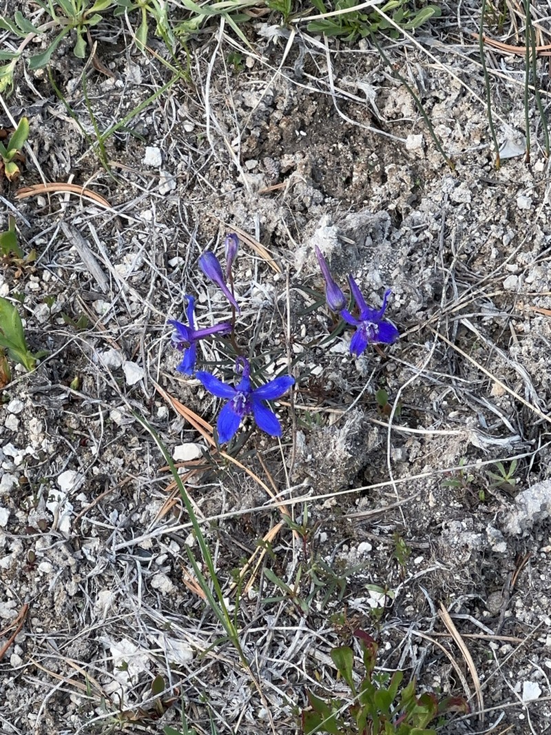 Twolobe Larkspur photo 6