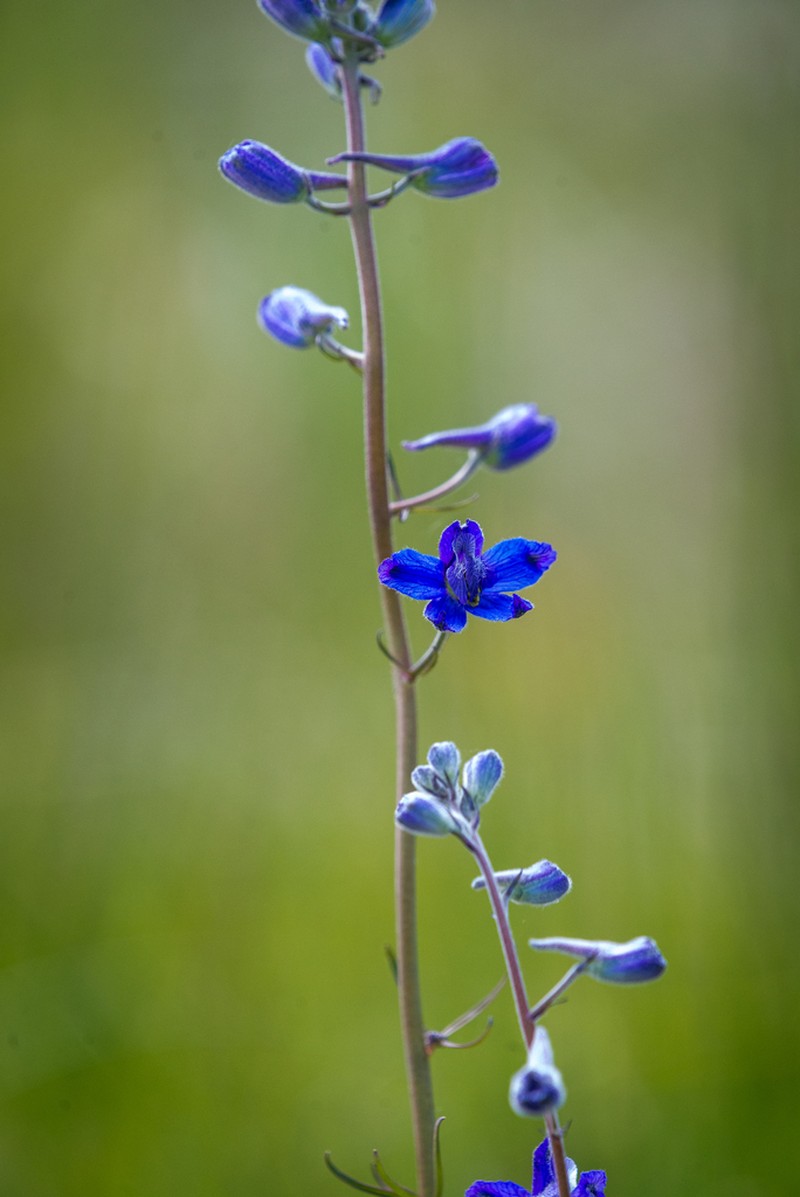 Twolobe Larkspur photo 7