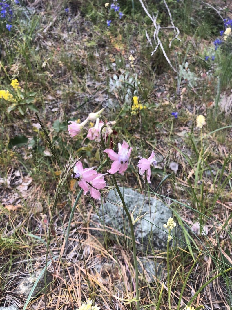 Twolobe Larkspur photo 8