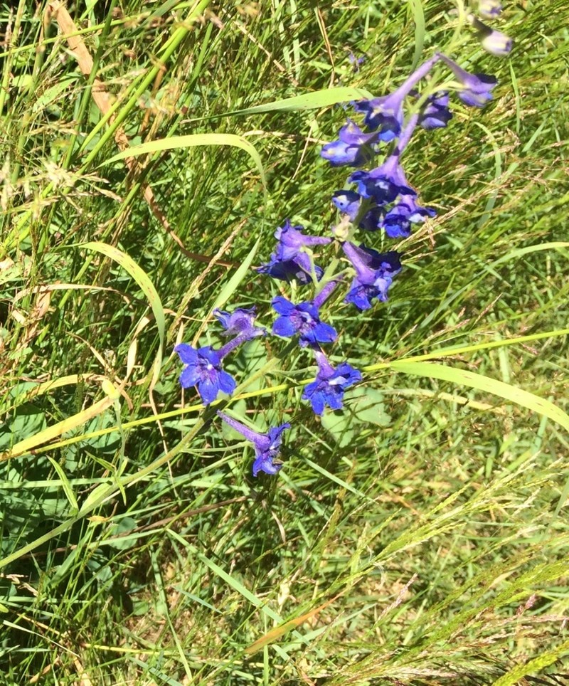 Upland Larkspur