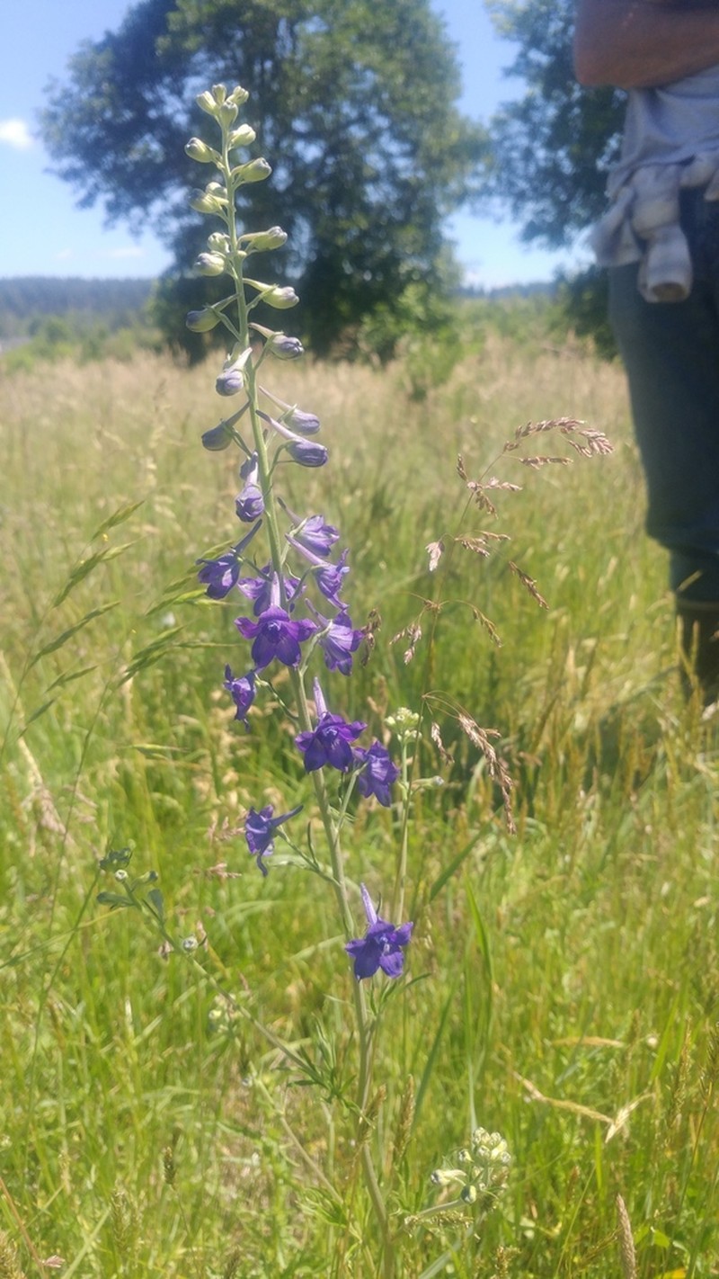 Upland Larkspur