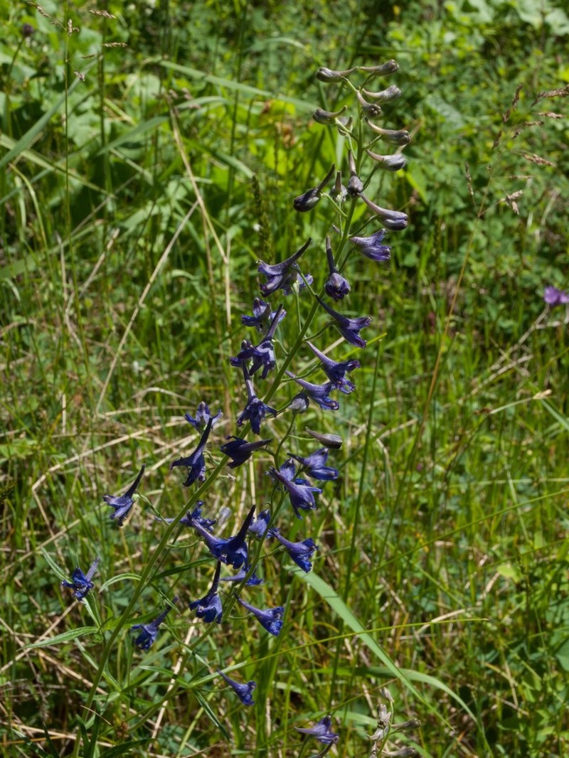 Upland Larkspur photo 2