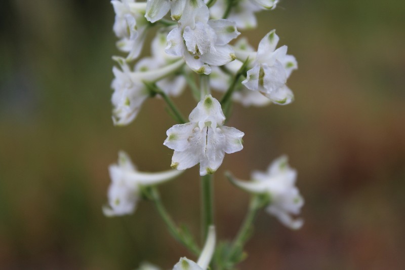 Upland Larkspur photo 3