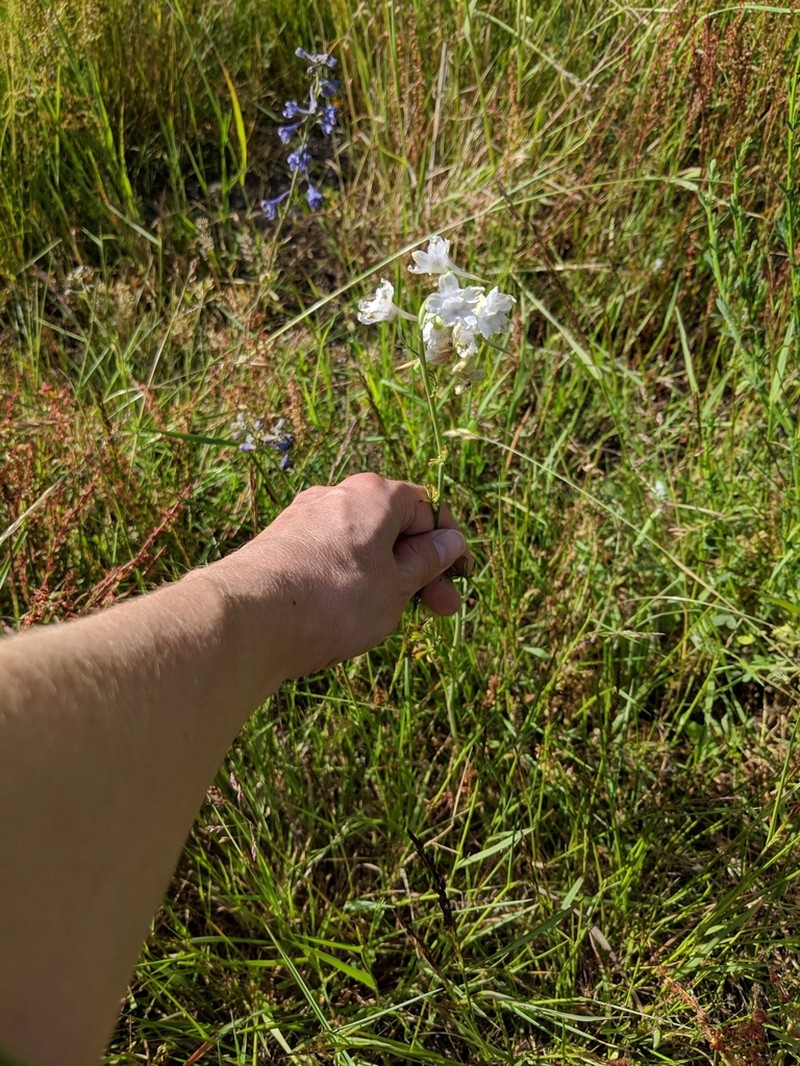 Upland Larkspur photo 4