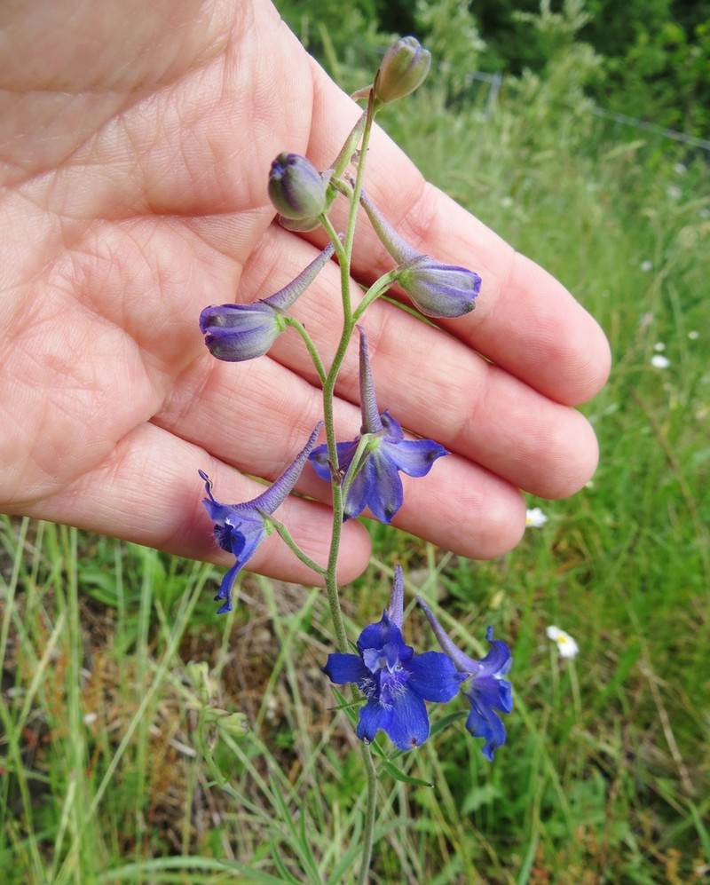 Upland Larkspur photo 5