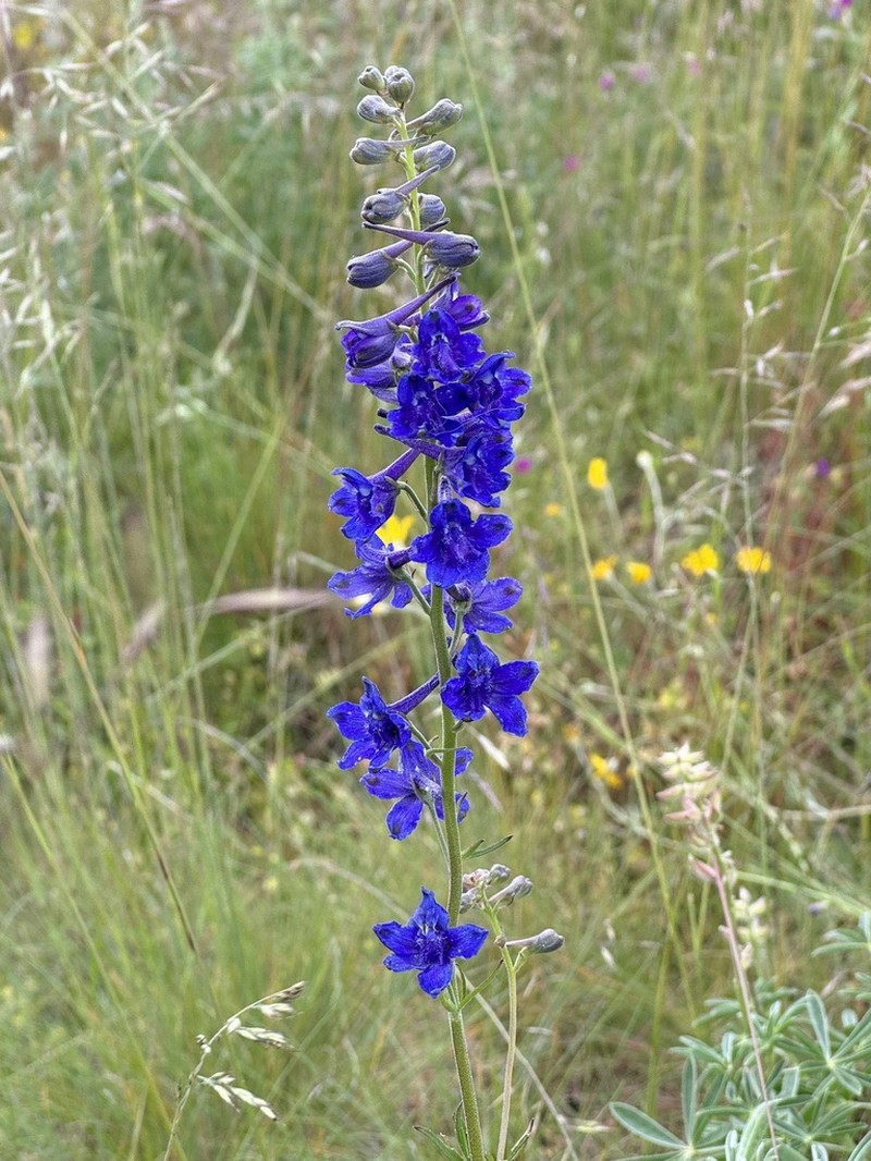 Upland Larkspur photo 6