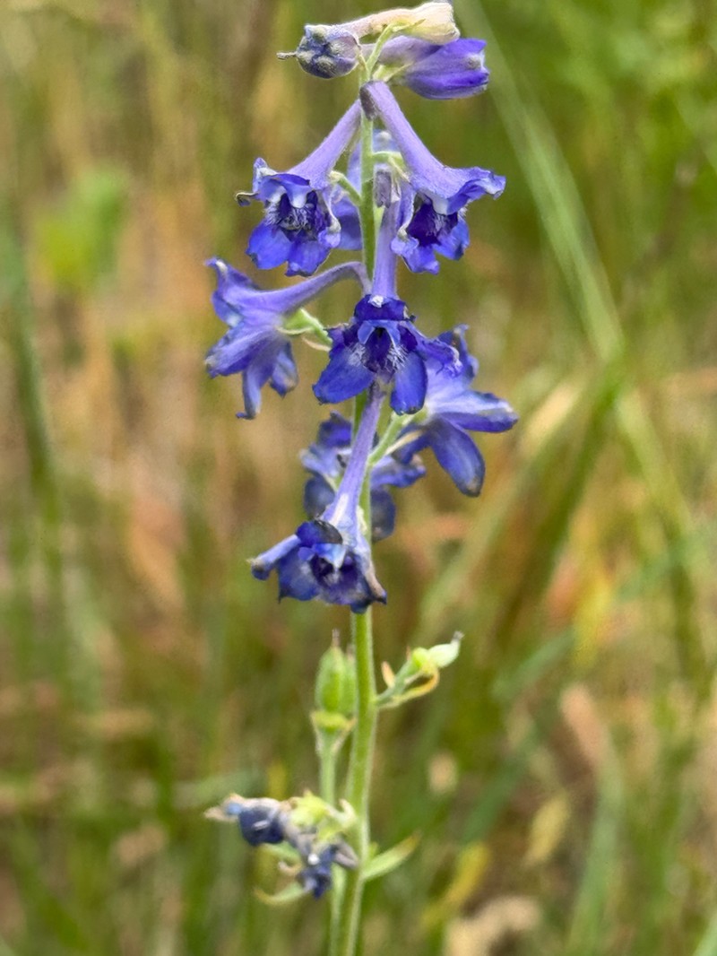 Upland Larkspur photo 7