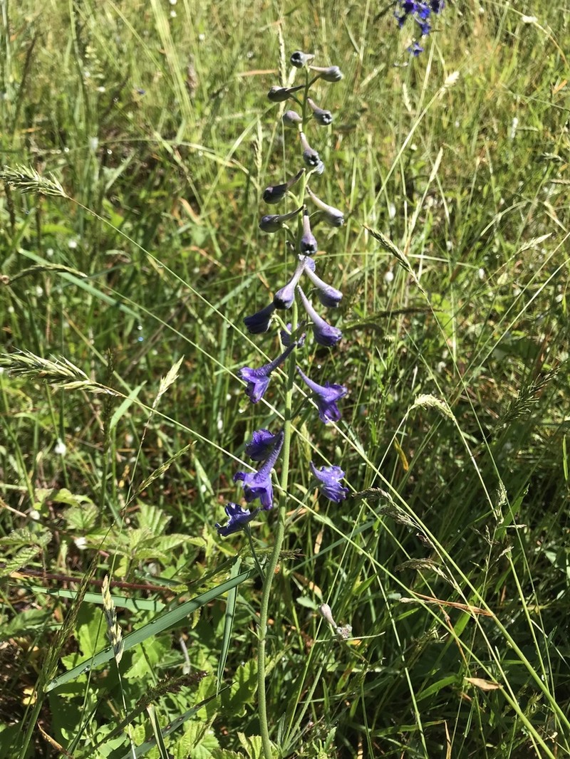 Upland Larkspur photo 8