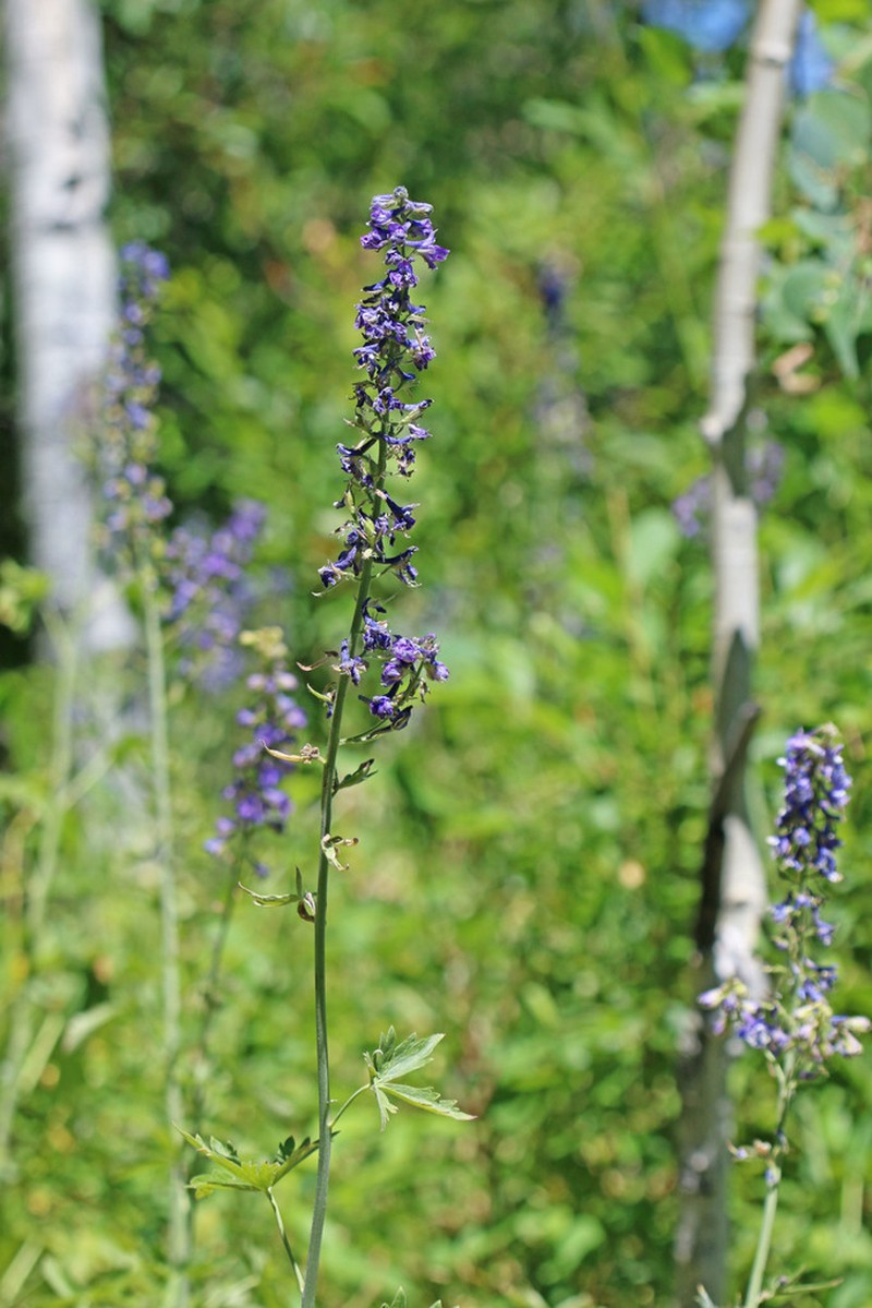 Delphinium occidentale