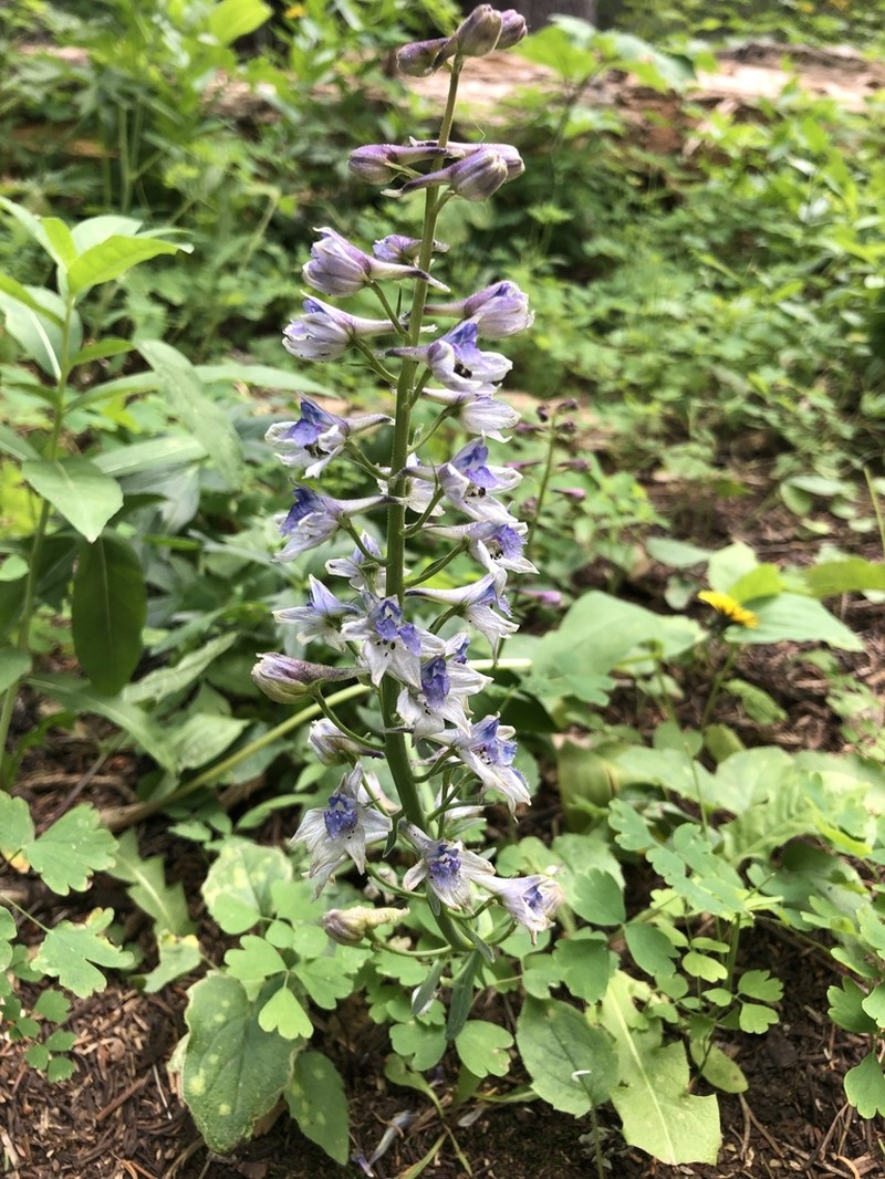 Delphinium occidentale photo 2
