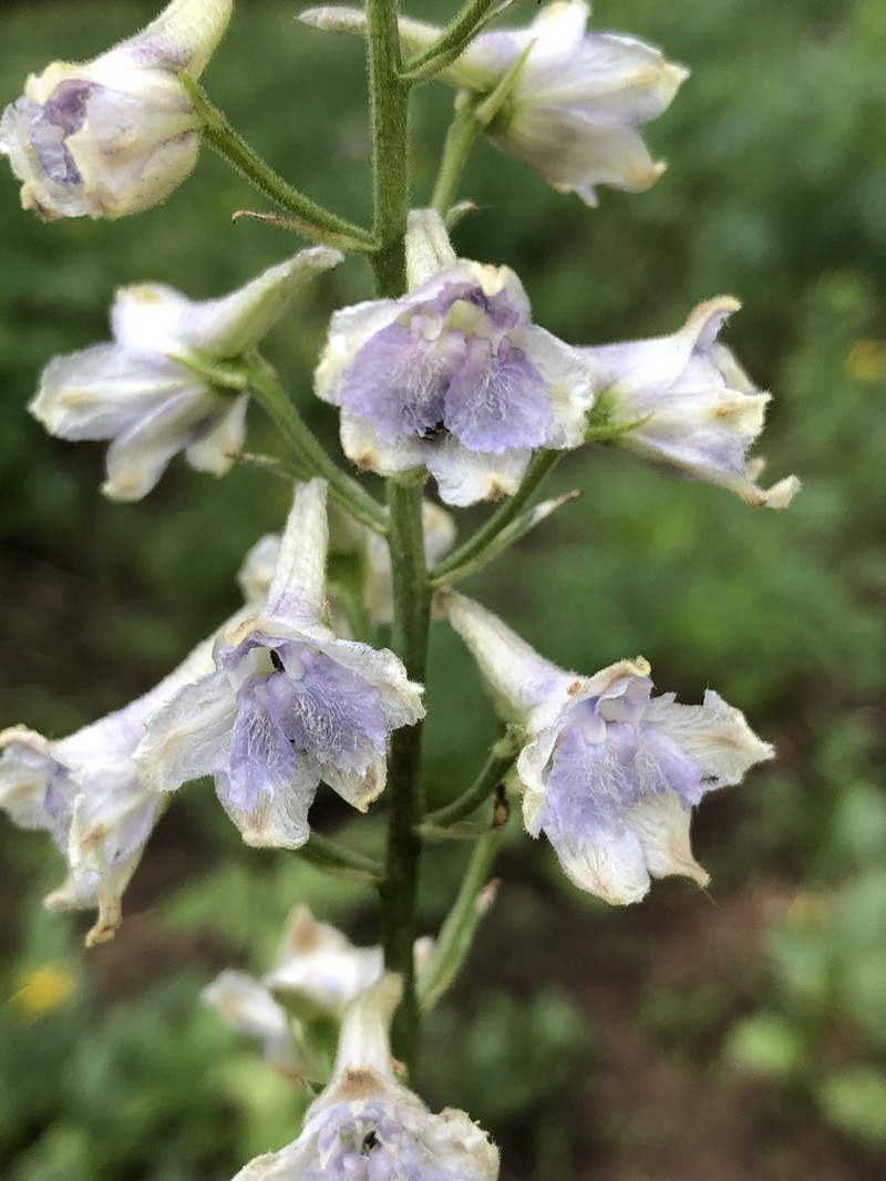 Delphinium occidentale photo 3
