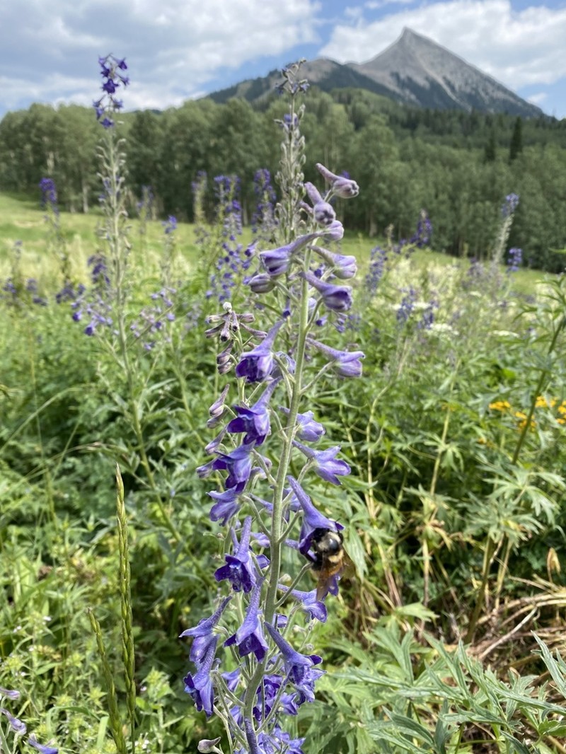 Delphinium occidentale photo 4