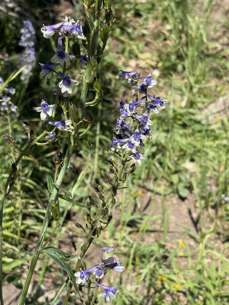 Delphinium occidentale photo 6