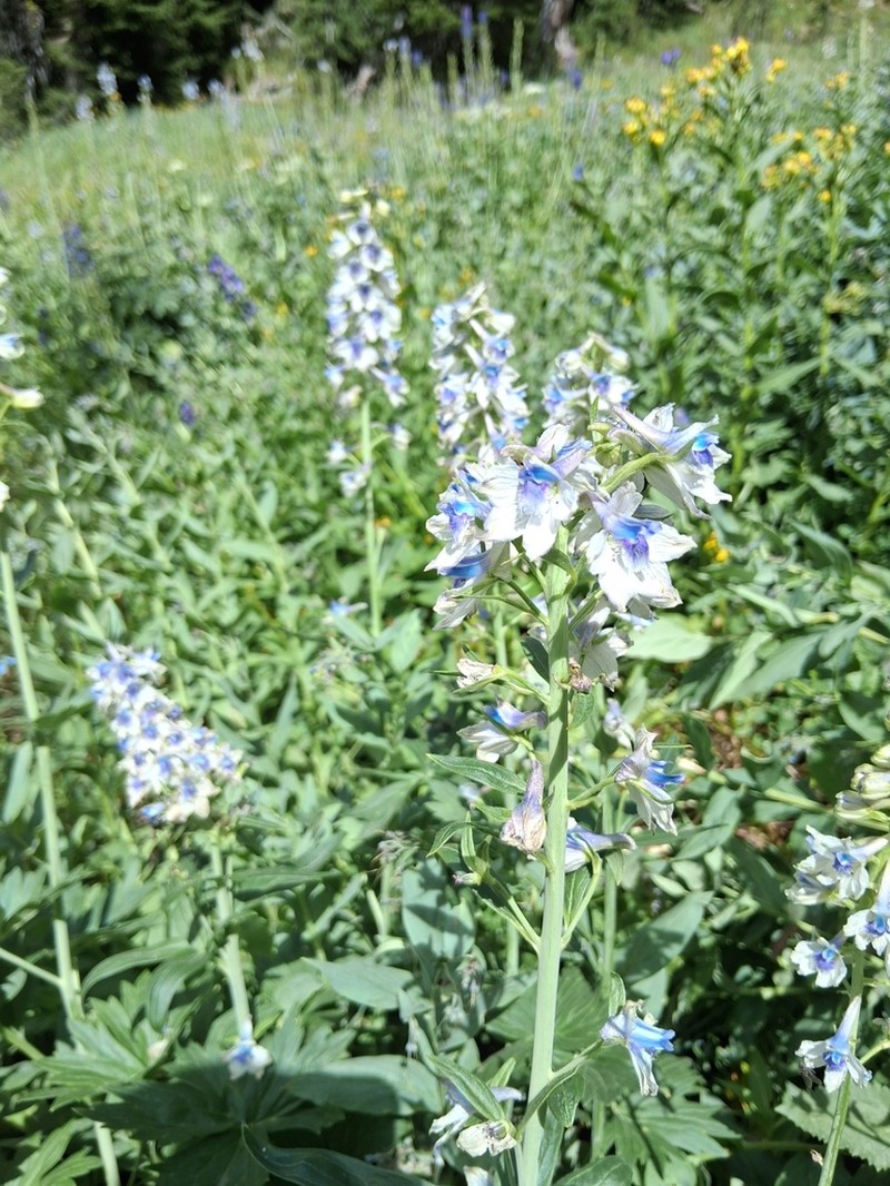 Delphinium occidentale photo 7