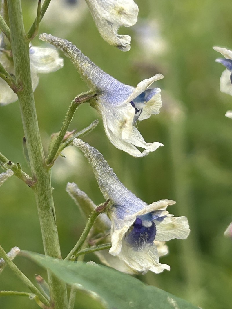 Delphinium occidentale photo 8