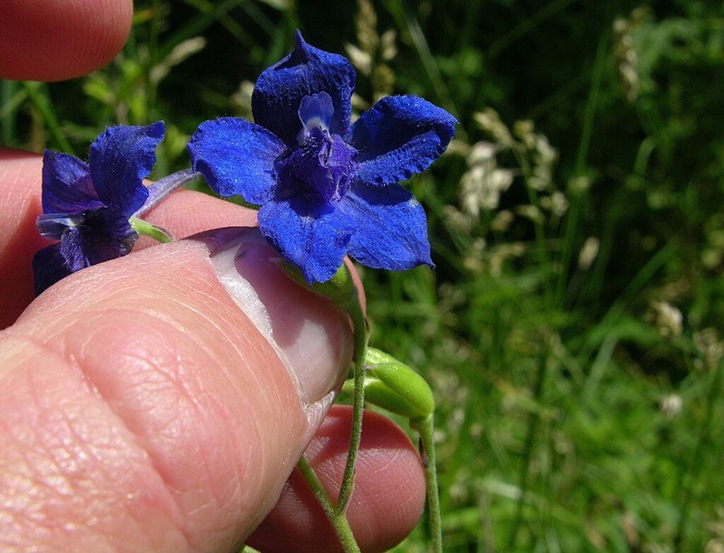 Delphinium oreganum