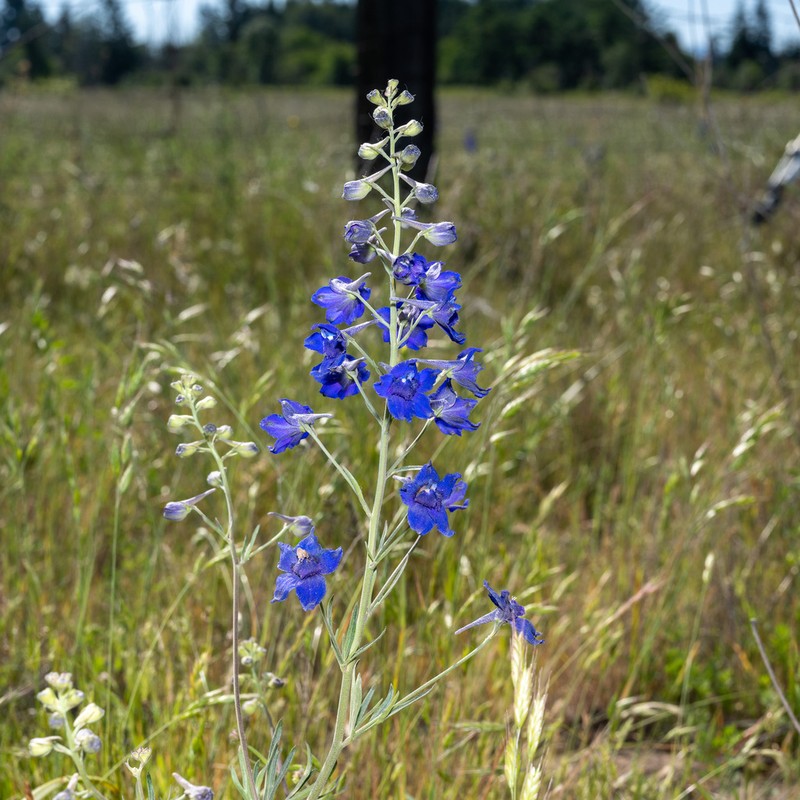 Delphinium oreganum photo 2